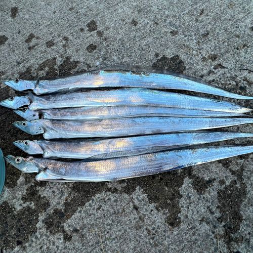 タチウオの釣果