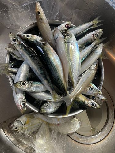 アジの釣果