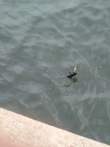 サゴシの釣果