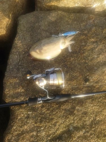 モンゴウイカの釣果