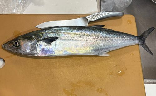 サゴシの釣果