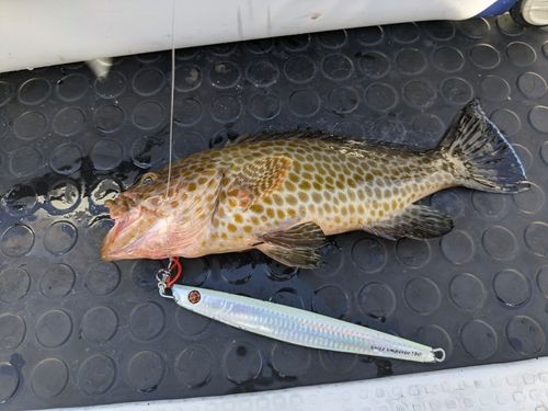 オオモンハタの釣果