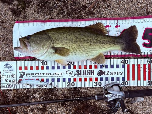 ブラックバスの釣果