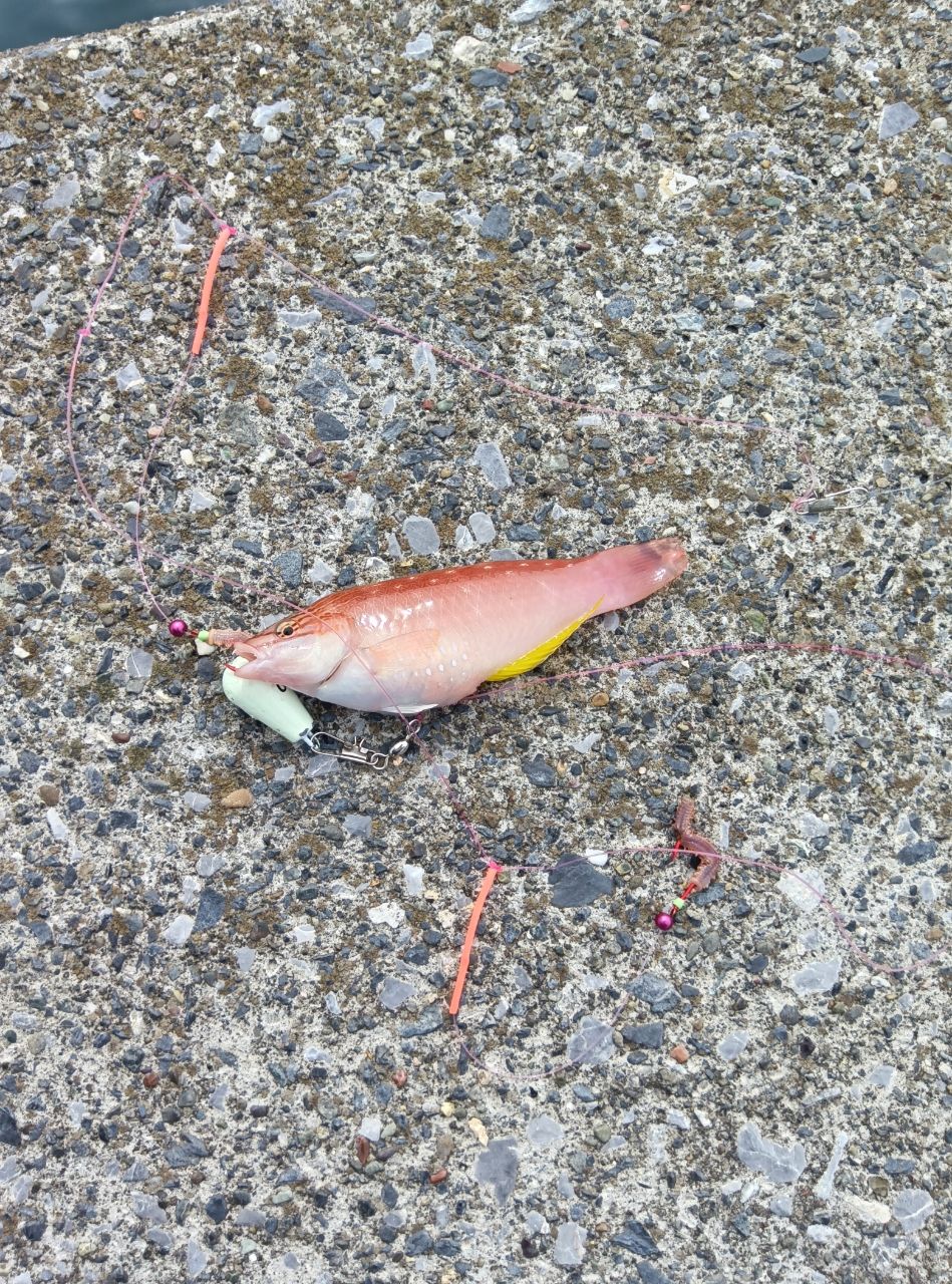 ベラ
