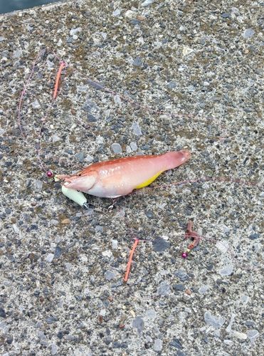 ベラの釣果