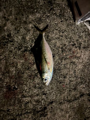 メアジの釣果