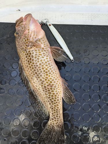 オオモンハタの釣果