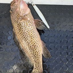 オオモンハタ