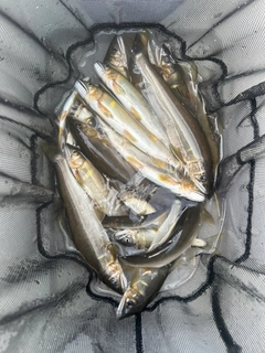 アユの釣果