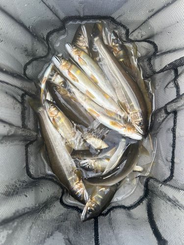 アユの釣果