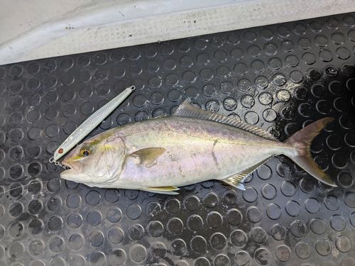 ネイリの釣果