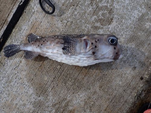 イシガキフグの釣果