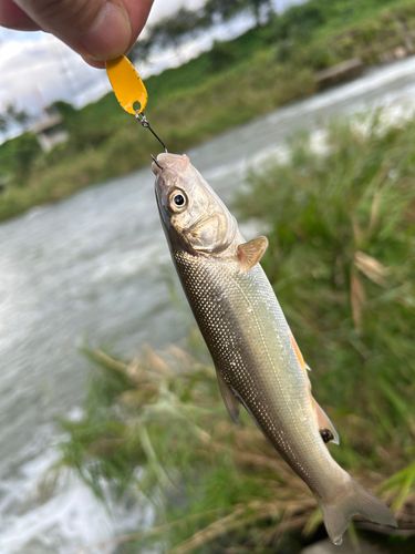 ウグイの釣果