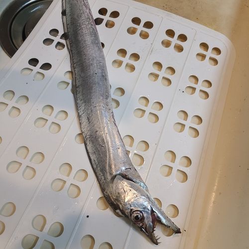 タチウオの釣果