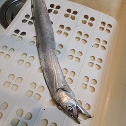 タチウオ