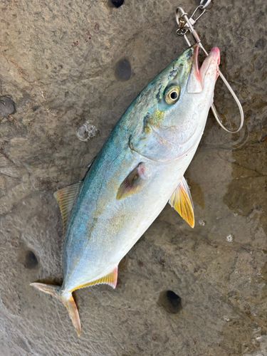 イナダの釣果