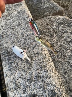 フグの釣果