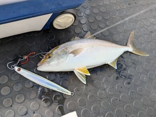ネイリの釣果
