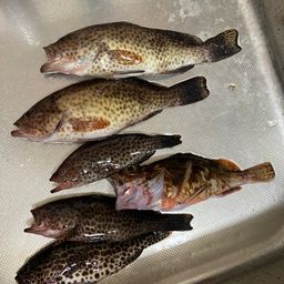 オオモンハタ