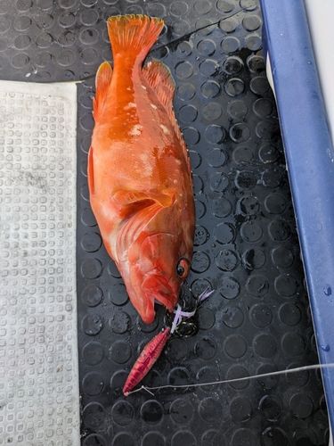 アカハタの釣果