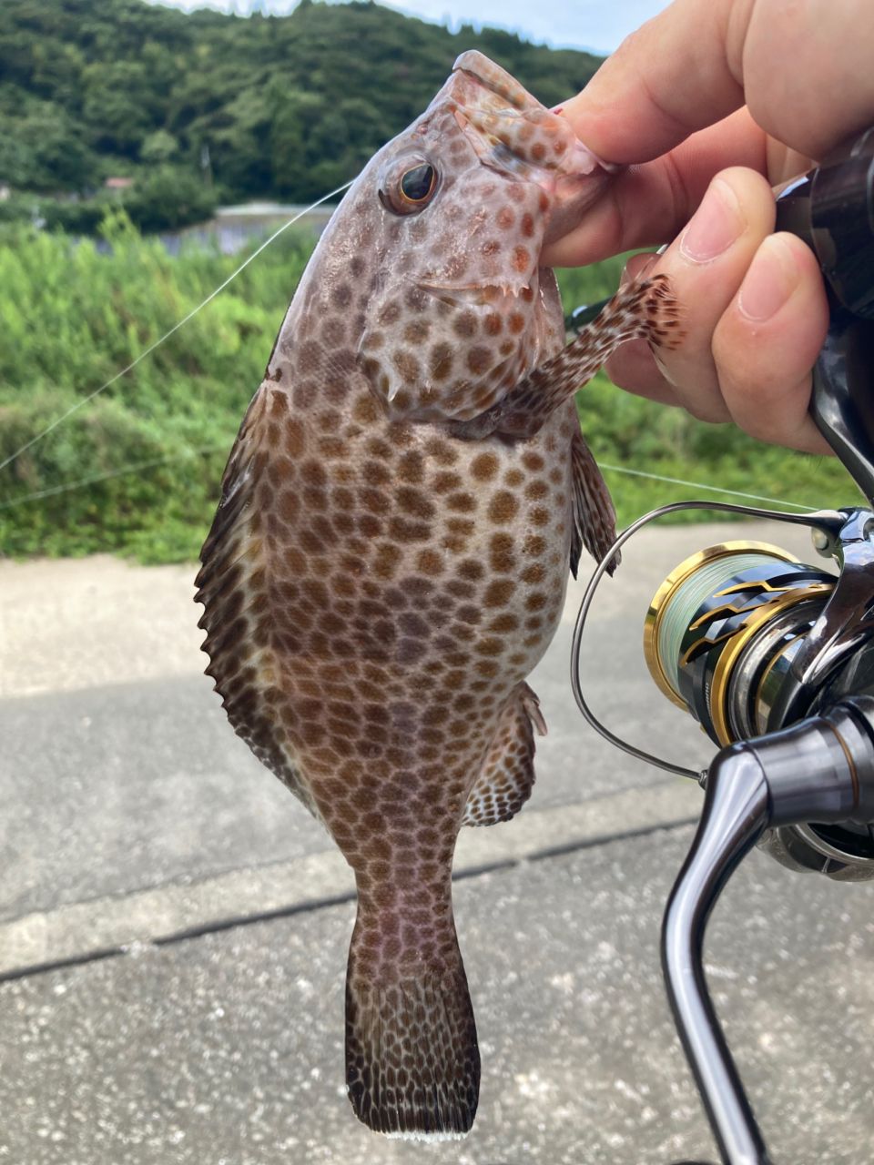 オオモンハタ