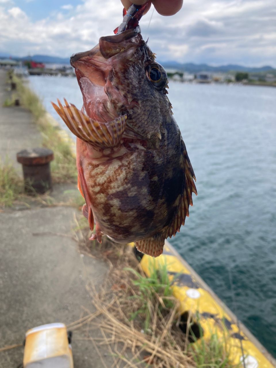 オオモンハタ