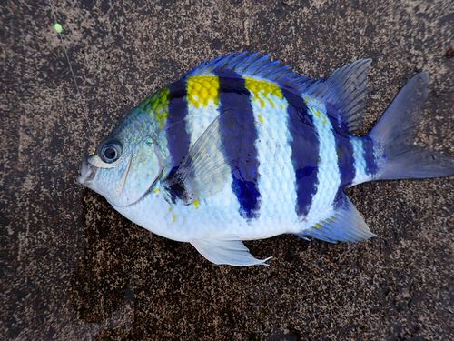 オヤビッチャの釣果