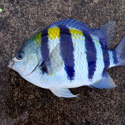 オヤビッチャ
