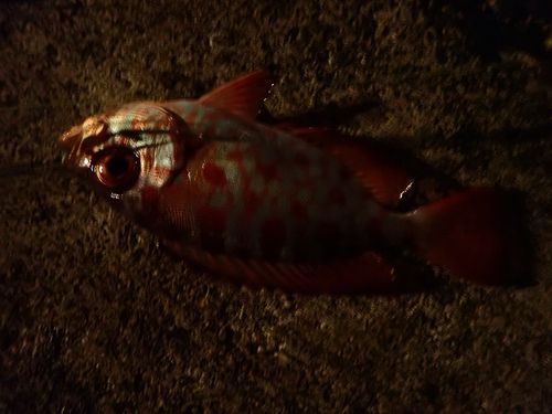 キントキダイの釣果