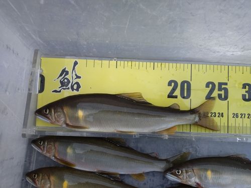 アユの釣果