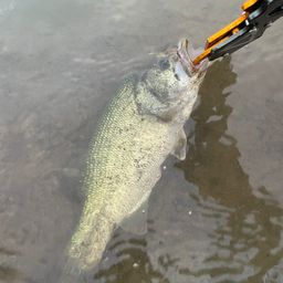 ラージマウスバス