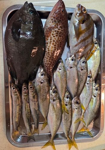 アジの釣果