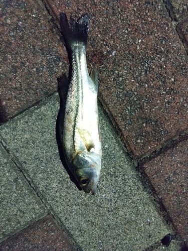 セイゴ（マルスズキ）の釣果