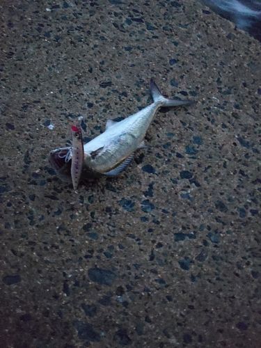 サゴシの釣果