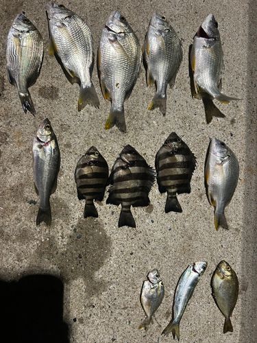 釣果