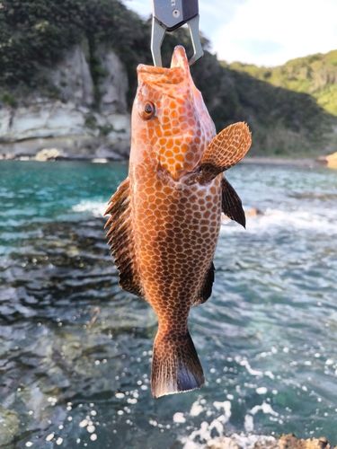 オオモンハタの釣果