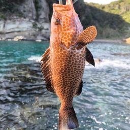 オオモンハタ