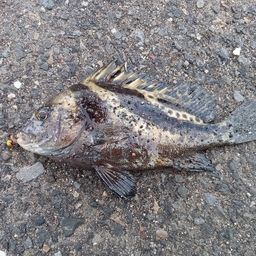 コショウダイ
