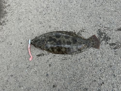 ヒラメの釣果