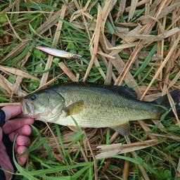 ラージマウスバス