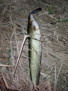ナマズの釣果