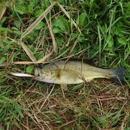 ラージマウスバス