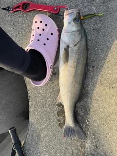 シーバスの釣果