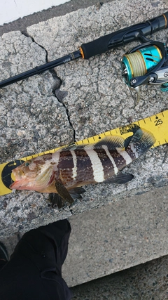 アオハタの釣果