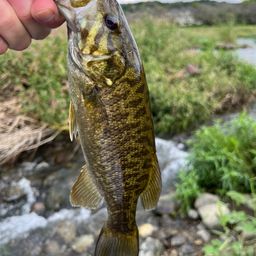 スモールマウスバス