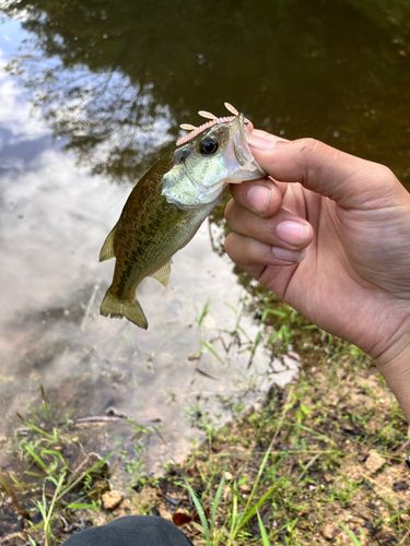 ラージマウスバスの釣果