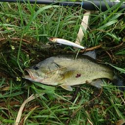 ラージマウスバス