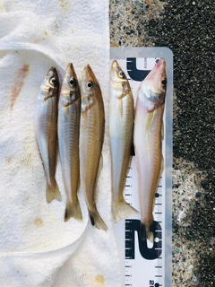 シロギスの釣果