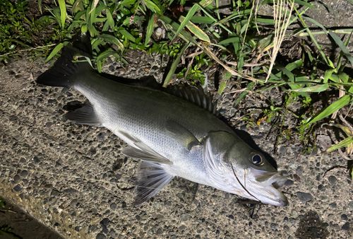 セイゴ（マルスズキ）の釣果