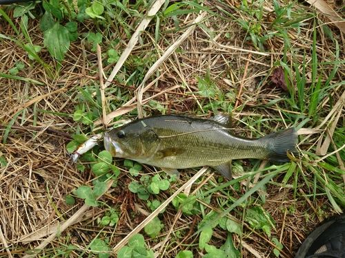 ラージマウスバスの釣果